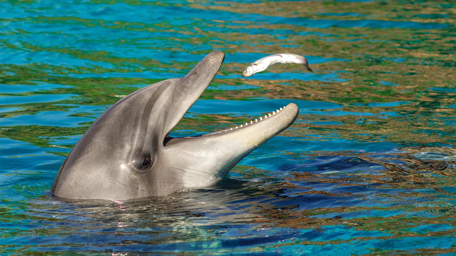 Encuentro con delfines y banco de arena con rayas